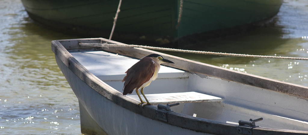 Birks Harbour Marina & Luxury Retreats