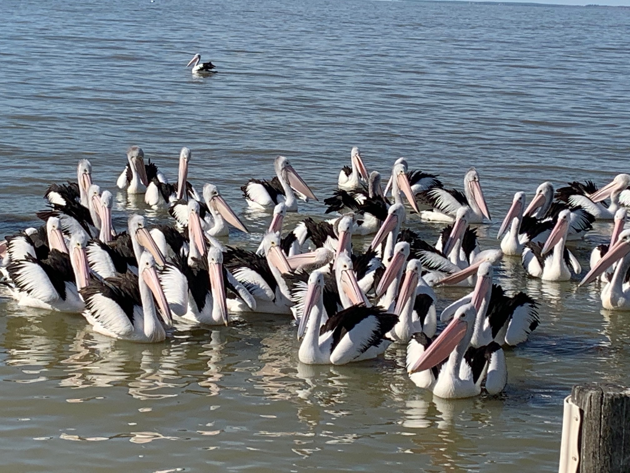 Feeding time