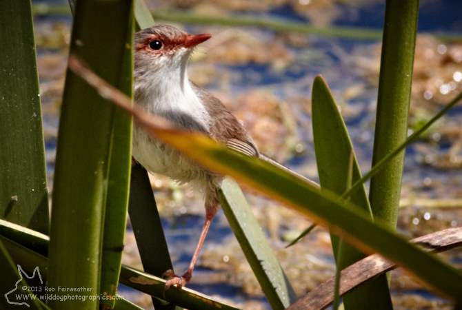 Female Blue Wren